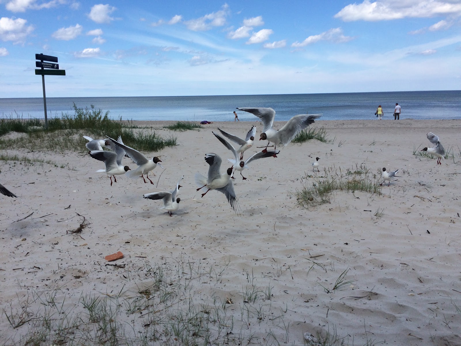 The gulls got the fatty parts of our smoked pork. This beach is a few miles west of Jurmala.