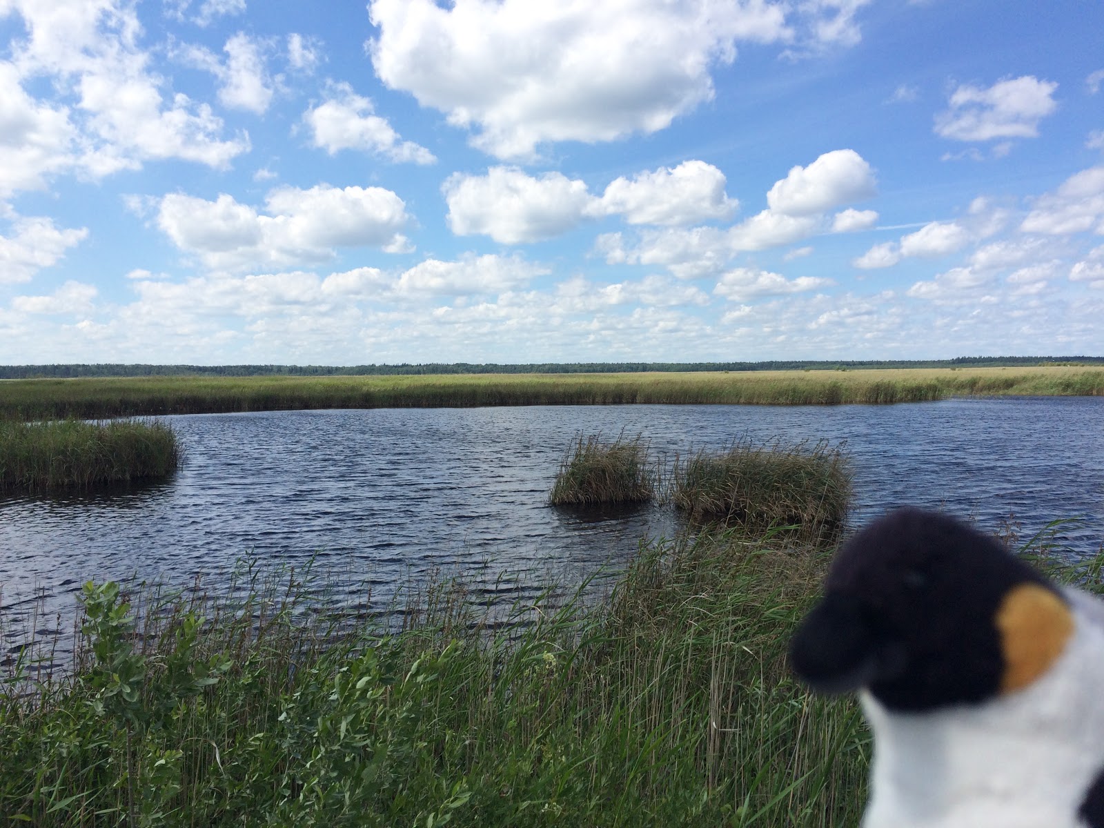 Lovely wetlands mix with new-growth forest