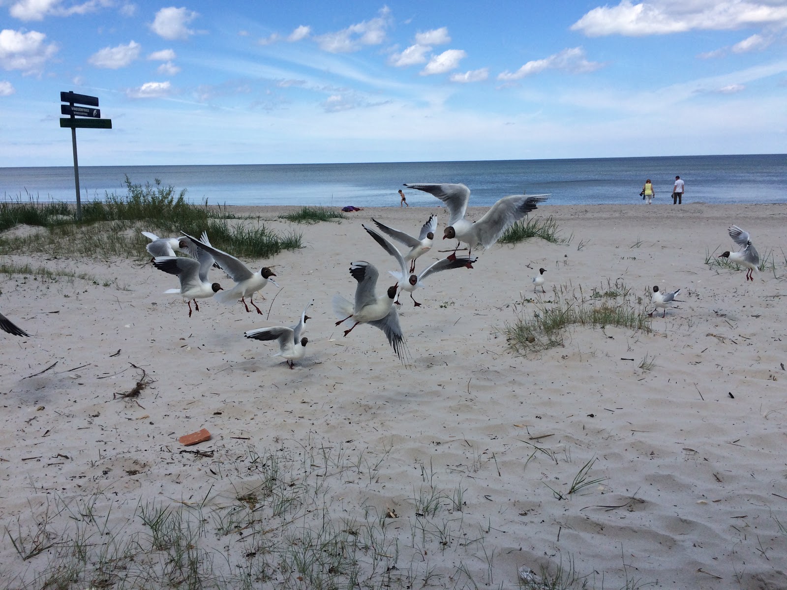 The gulls got the fatty parts of our smoked pork. This beach is a few miles west of Jurmala.